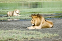 Ndutu Loveflok08